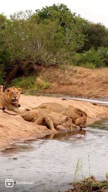 “You know you’re truly alive when you’re living among lions” - Karen Blixen #londolozi смотреть онлайн
