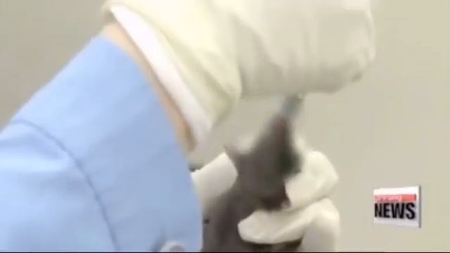 CORDYCEPS  MUSHROOM/NATURAL ANTIBIOTIC