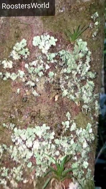 Lichens and Moses observed at Holywell смотреть онлайн