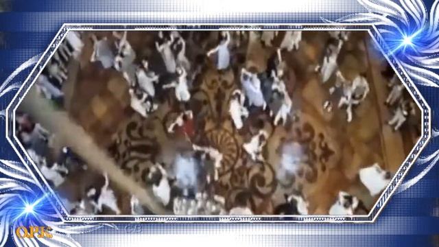 МАДАМ Идея и стихотворение соавторские  Т  Бродская и Н Салтыков  Исполнение и музыка