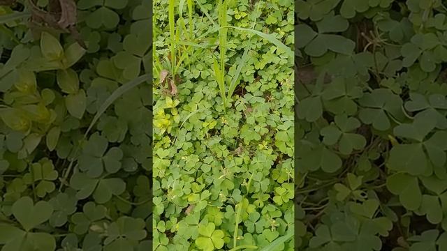 Jai ganga ma------- Hariniya ki bimari ki achuk Divya Jadi buti смотреть онлайн