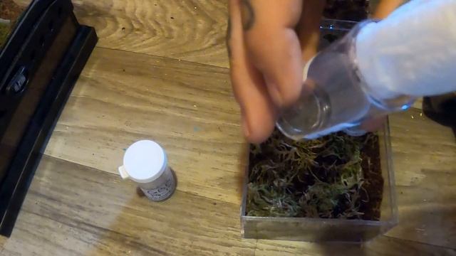 Tarantula unboxing-part 2 смотреть онлайн