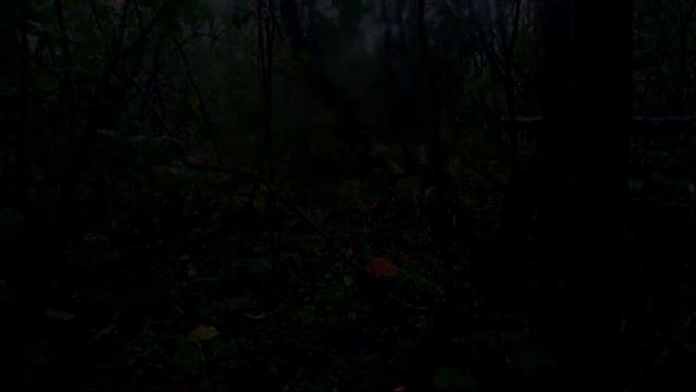 Грибы и дождь. Летний выход по грибочки. Полна корзиночка! Давно так не фартило!