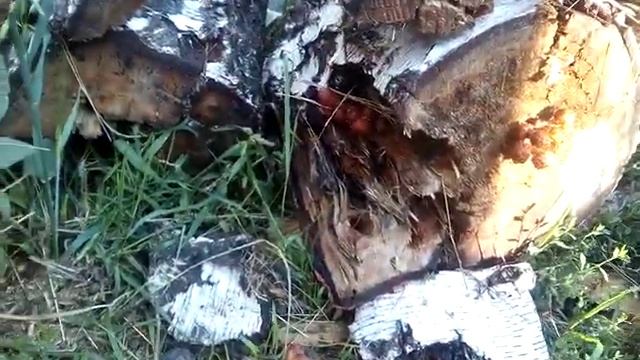 У нас каким-то образом выросли грибы смотреть онлайн