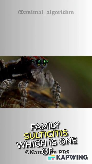 Jumping Spiders | The Cutest Animal In The World 🌍| Part 1 смотреть онлайн