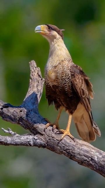 #american#falcons#egal#pets#affrican#animals#egaluhkaraci смотреть онлайн