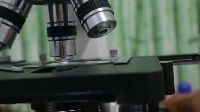 Uji Mikroskop JAKABA, Apakah Jamur Atau Ganggang? смотреть онлайн