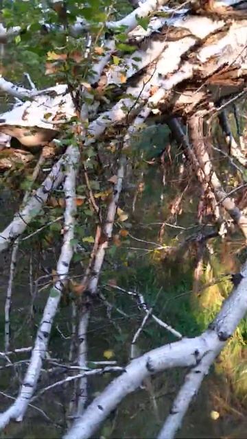 Грибы на берёзе