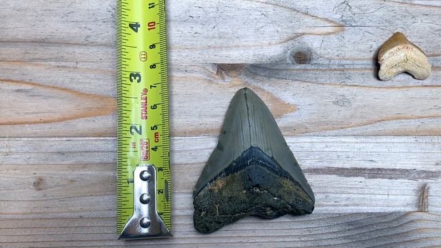 Megalodon fossil shark tooth (plus size comparison) смотреть онлайн