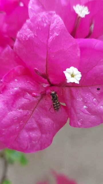 Nature is the art of God... #nature #location #طبیعت_بکر #bee#flower смотреть онлайн