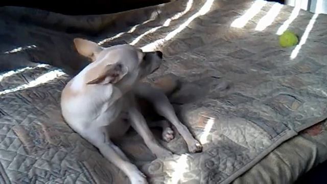 поющая собака.mp4 смотреть онлайн