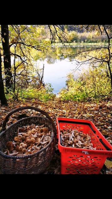 Грибы. Маринованые. #Опята. Mushrooms.Marinated Honey Mushrooms смотреть онлайн