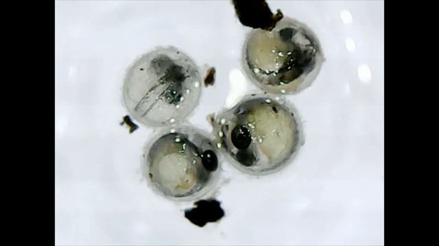 Nothobranchius Guentheri Embryos смотреть онлайн