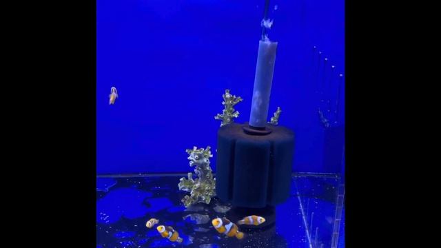 Saltwater Fish Selection Sample! смотреть онлайн