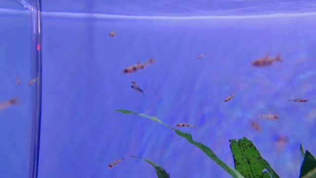 Chilli Rasbora | Chilli tetra | Types of Rasboras | Tetra variety #small fish #tiny Tetra |Schoolin смотреть онлайн