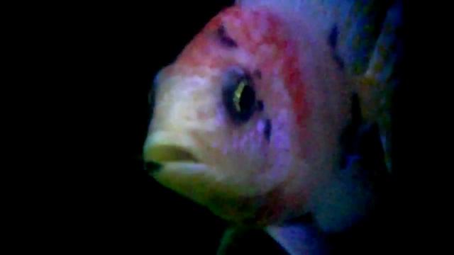 strawberry & cream смотреть онлайн