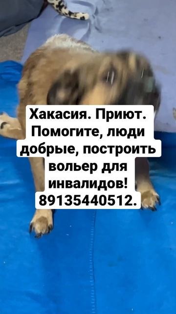 Сказки из жизни. Помощь на вольер для инвалидов. Приют. Хакасия.89135440512. смотреть онлайн
