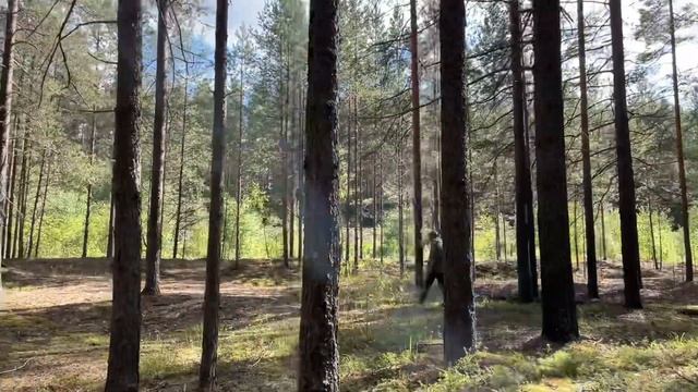 Прогулка по лесу, рассуждаю, отдыхаем. 24.07.21