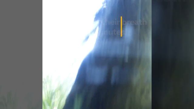 Zoo To You Episode 23: North American River Otters смотреть онлайн