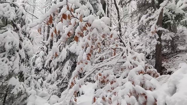 Гриби у сніг. Карпати. Ліс - просто казка! смотреть онлайн