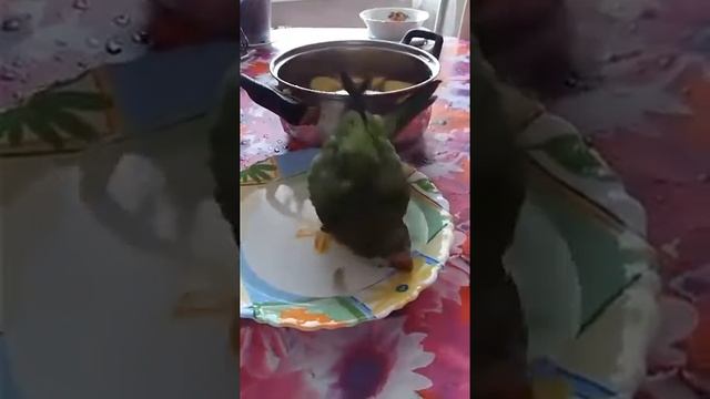 Попугай Монах - кулинар и гурман купается на кухне! смотреть онлайн