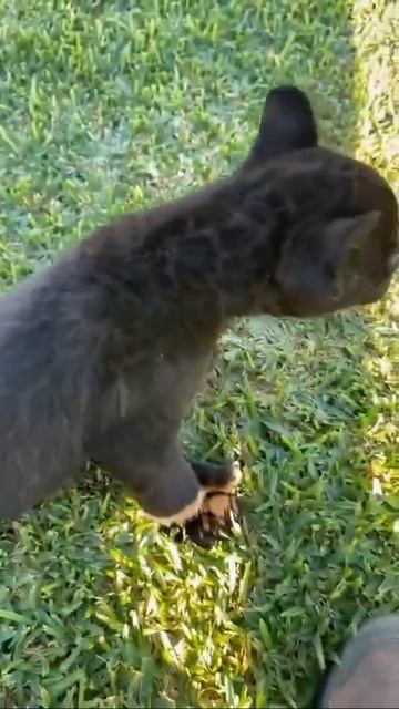 вы видели такого леопарда? #леопард #приколысживотными #смешно #смешныеживотные #юмор #смешныевидео смотреть онлайн