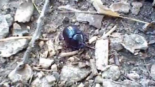 Mistkäfer in Aktion смотреть онлайн