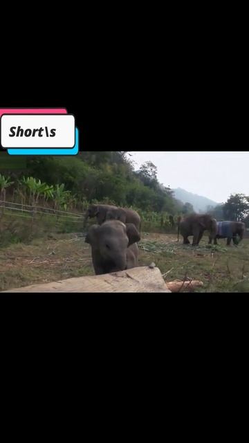 Funny indian elephant #Shorts #indian culture смотреть онлайн