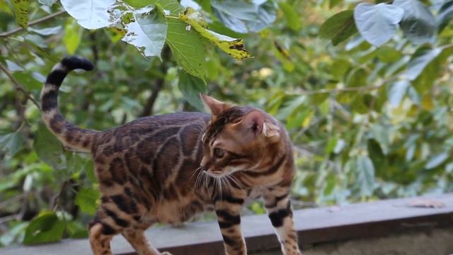 Уникум на улице смотреть онлайн