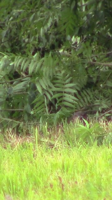 Groundhog Splat #shorts смотреть онлайн