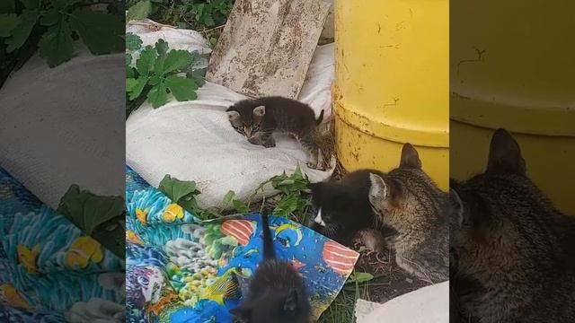 Бася принесла котятам мышку смотреть онлайн