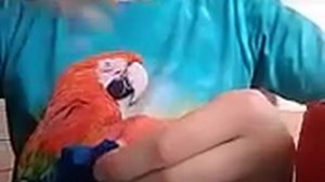 Учимся делать петельный шов. В РУЧНУЮ