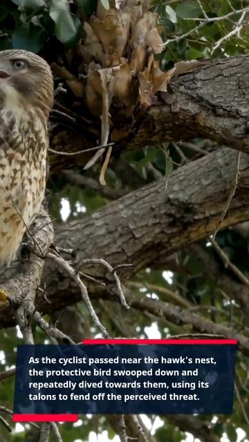 Hawk Attack on a Cyclist! смотреть онлайн