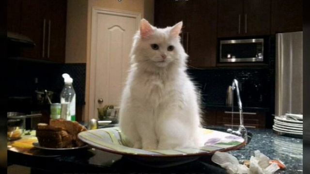 котики лучшие. смотреть онлайн