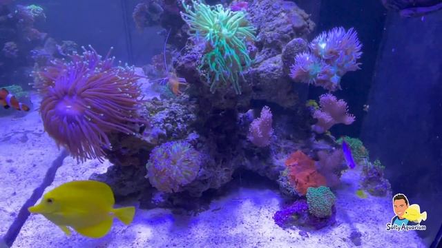 ZEEAQUARIUM/ZOUTWATER AQUARIUM UPDATE #3 - Saltyaquarium