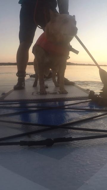 Doggo leaves paddleboard peacefully смотреть онлайн