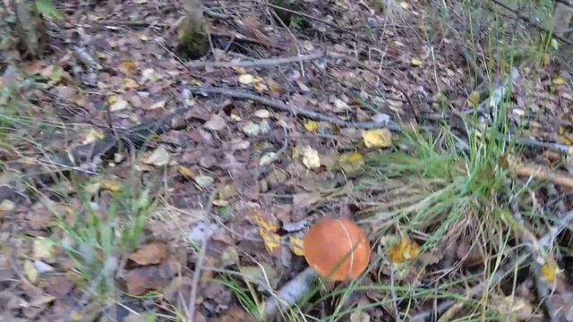 По грибы #2 смотреть онлайн