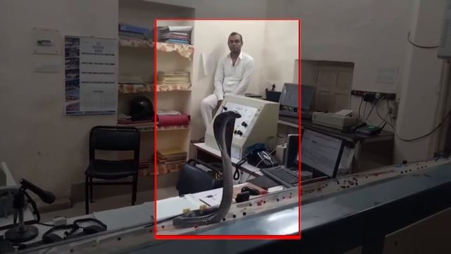 Railway Station के Signal Panel पर आ बैठा Cobra Snake, फोटो देखकर लोग बोले आज ट्रेन Cobra भाई चलाएग смотреть онлайн