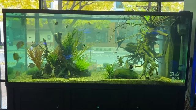 600 gal community tank 11-4-20 смотреть онлайн