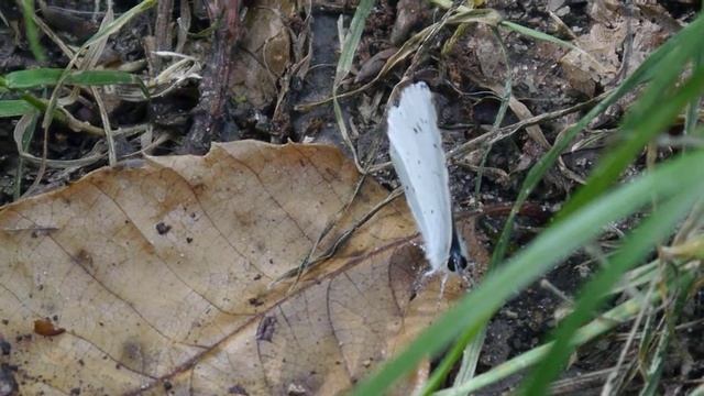 Celastrina argiolus - Forêt de Sénart 06.2020 - FRANCE смотреть онлайн