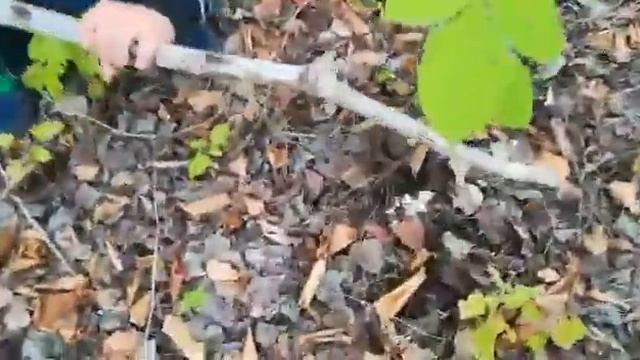 Осенью 2019 г. в лесу собираю грибы смотреть онлайн