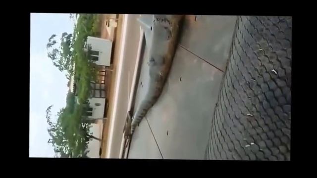 ANACONDA DE 10 METROS ENCONTRADO EN BRASIL смотреть онлайн