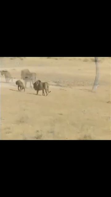 WARNING! Very disturbing !! Lion attacks already injured hyena! Not for sensitive viewers!! смотреть онлайн