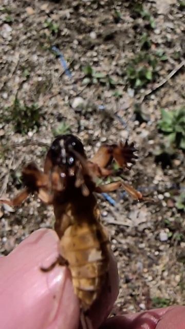 외계 생명체 닮은 땅강아지 #shorts смотреть онлайн