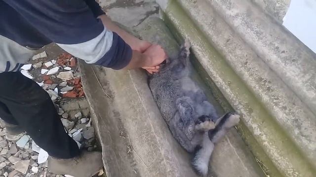 Як загіпнотизувати кроля !!! смотреть онлайн