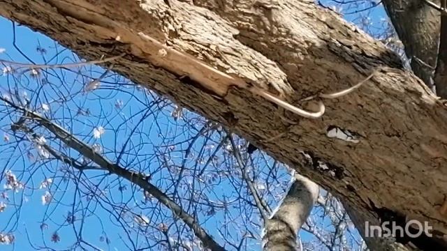 Вот так может удивить❄️ природа! И это - март месяц!! 🤲🌲❄️ смотреть онлайн
