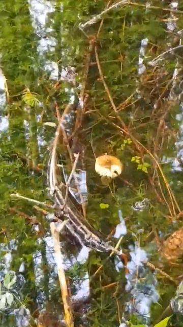 Нашли Гриб в огромной Луже🍄🌲. Баварский Лес.