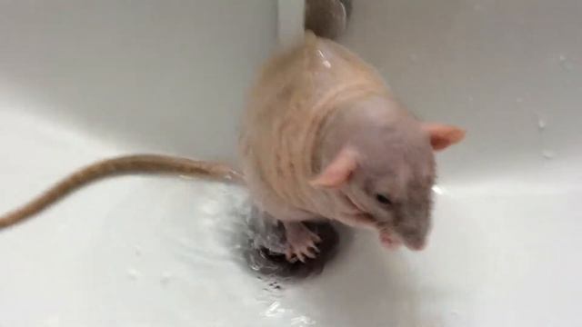 Pip my double rex having a quick wash in the sink ❤️ смотреть онлайн