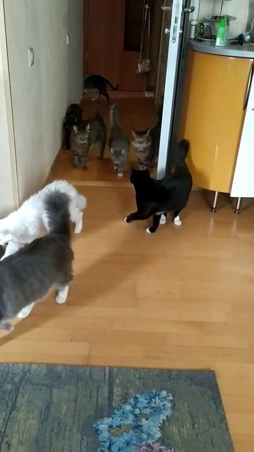 бродячие коты смотреть онлайн