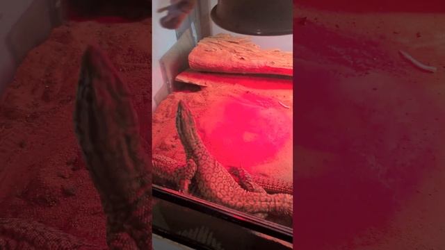 Australian Lizard Feeding Frenzy! I hope everyone enjoys! Thanks for watching! Subscribe for more смотреть онлайн